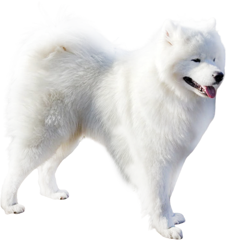 Канадская эскимосская собака (канадская инуитская собака, эскимосская лайка, киммик, киммит)