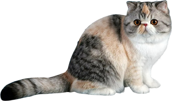 Экзотическая (Экзотическая короткошёрстная кошка, экзо, экзот)