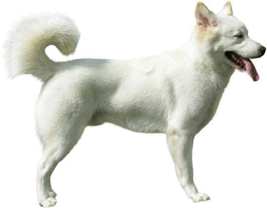Кинтамани (балийская собака)