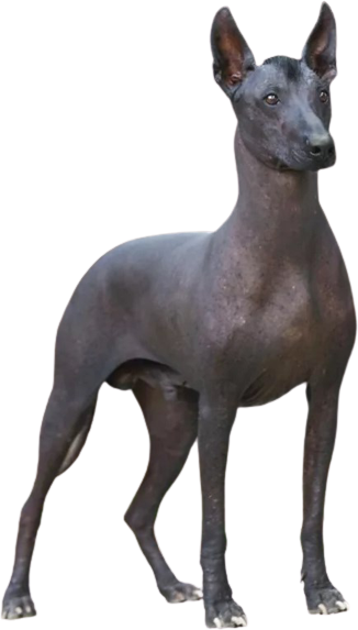 Ксолоитцкуинтли (Мексиканская голая собака, шолоитцкуинтли)