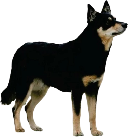 Лопарская оленегонная собака (лапландский хердер, лапландский вальхунд)