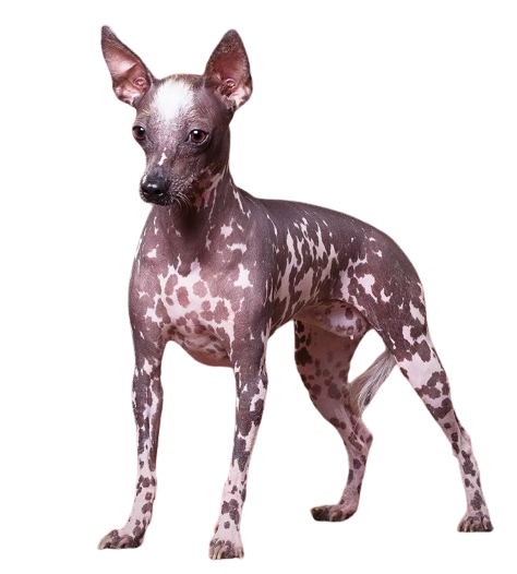 Перуанская голая собака (перуанская орхидея инков, голая собака инков, виринго, калато)
