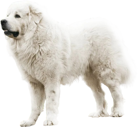 Пиренейская горная собака (большой пиреней)