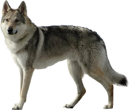 Чехословацкий влчак (чехословацкая волчья собака)