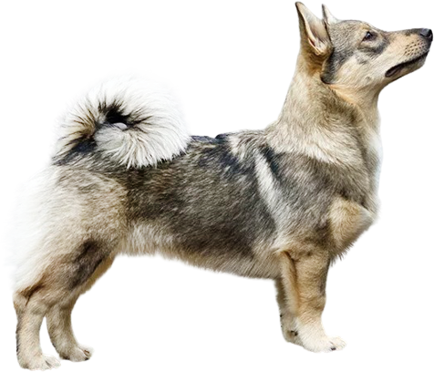 Шведский вальхунд (вестготская лайка, шведская пастушья собака, вестрагёталандская собака, вестготский шпиц)