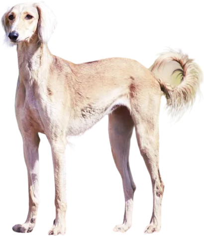 Салюки (персидская борзая, газелья собака)