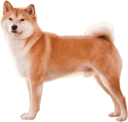 Сиба-ину (сиба, сиба-кэн, малая японская собака, японский карлик)