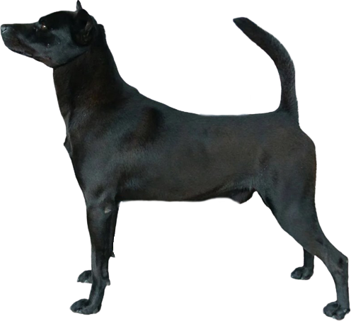 Тайваньская собака (такасаго, формозская собака, формозская горная собака, тайваньский канис, формоз)
