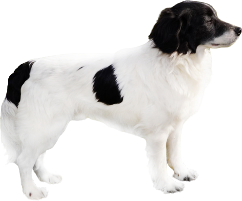 Торньяк (боснийско-герцеговинско-хорватская пастушеская собака)
