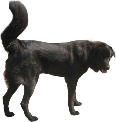 Тувинская овчарка (аборегенная пастушья собака Тувы, тувинская сторожевая собака)