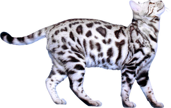 Бенгальская (бенгал, леопардовая кошка)