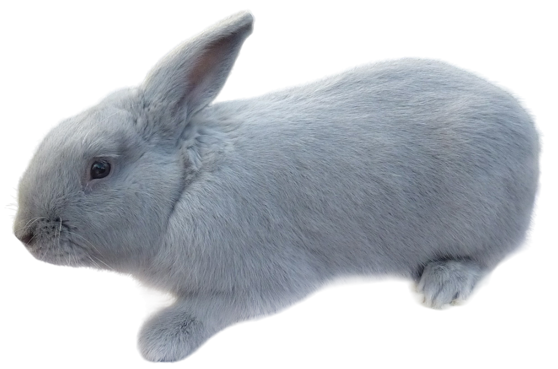 Беверен кролик