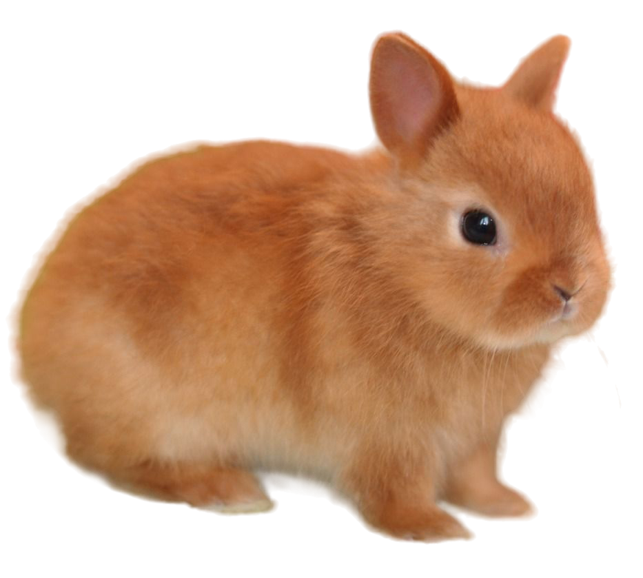 Карликовая лиса кролик